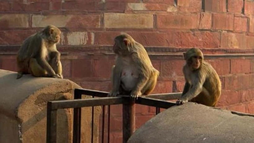 Agra: Monkey Safari Guided Walking Tour - Key highlights you’ll actually care about