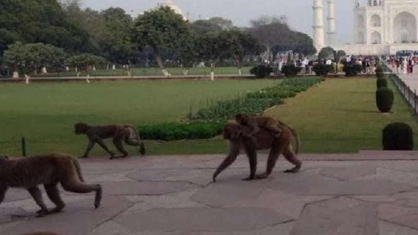 Agra: Monkey Safari Guided Walking Tour - Monkey Safari in Agra: what kind of wildlife experience this really is