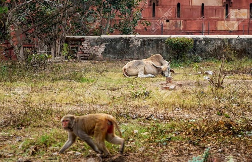 Agra: Monkey Safari Guided Walking Tour - The walking route through temple and historic lanes