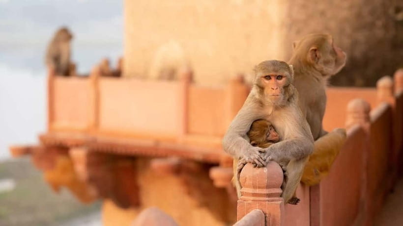 Agra: Monkey Safari Guided Walking Tour - Finding your pace: the start, safety briefing, and first photo stop