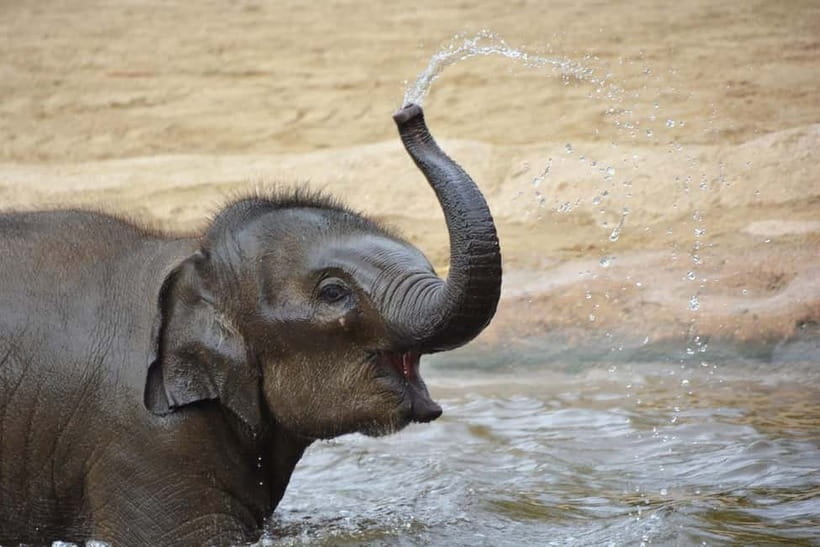 Agra: Taj Mahal Sunrise Tour with Elephant Sanctuary - What to bring so the day stays comfortable