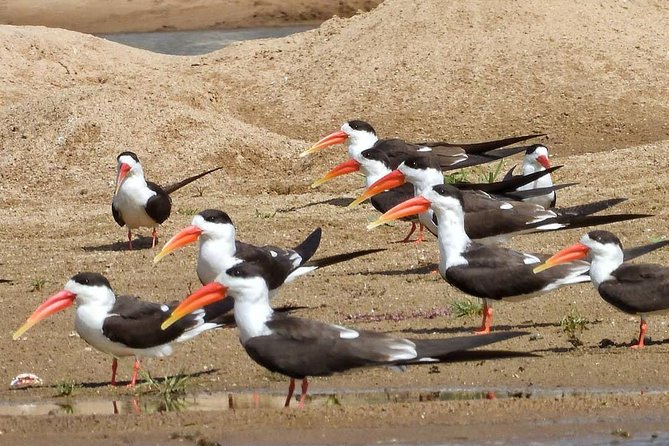 Chambal River Safari - Why this safari beats a standard Agra day