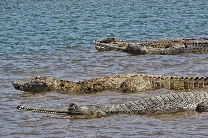 Chambal River Safari - The 2-hour river safari: life jackets, wildlife focus, and patience