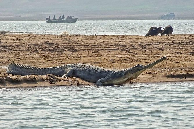Chambal River Safari - Getting to the sanctuary: the 130 km roundtrip reality