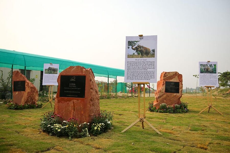 Delhi: Sunrise Taj Mahal & Elephant SOS Tour with Transfers - Wildlife SOS Elephant Care: what “conservation” feels like