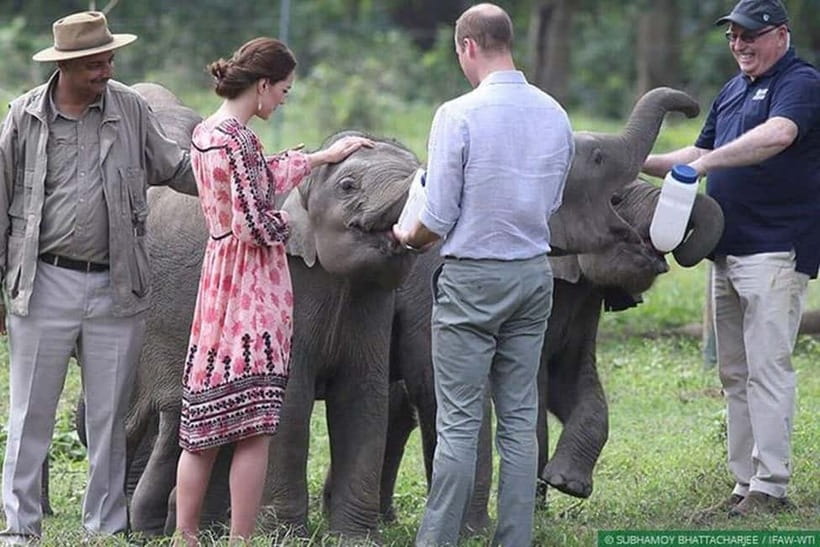 Delhi: Sunrise Taj Mahal & Elephant SOS Tour with Transfers - Price and value: why about $13 can make sense (and when it won’t)