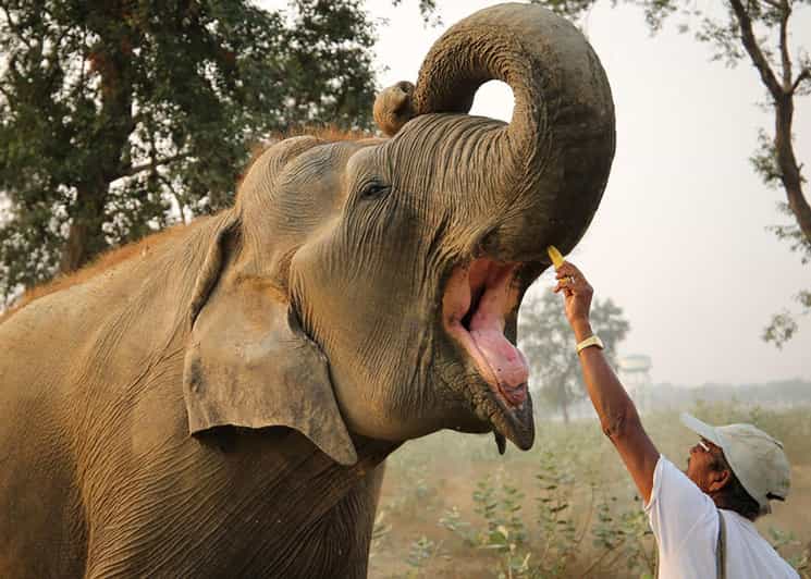 Delhi: Sunrise Taj Mahal & Elephant SOS Tour with Transfers - Agra Fort: Akbar’s fortress walk with guided context