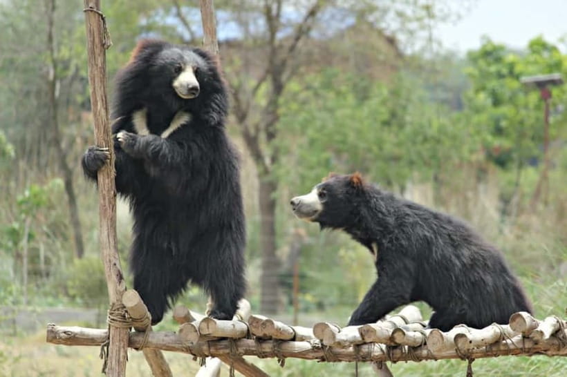 From Agra: SOS Elephant Conservation & Bear Rescue Day Trip - Key Things to Know Before You Go