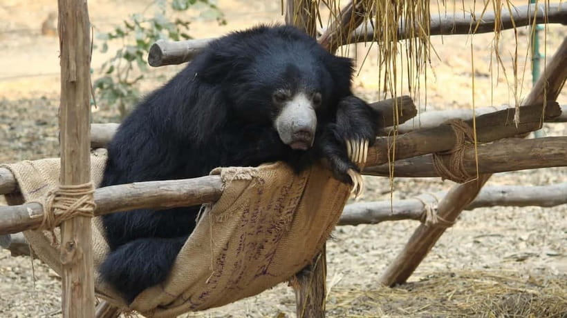 From Agra: SOS Elephant Conservation & Bear Rescue Day Trip - Who This Tour Suits Best (and Who Should Skip It)