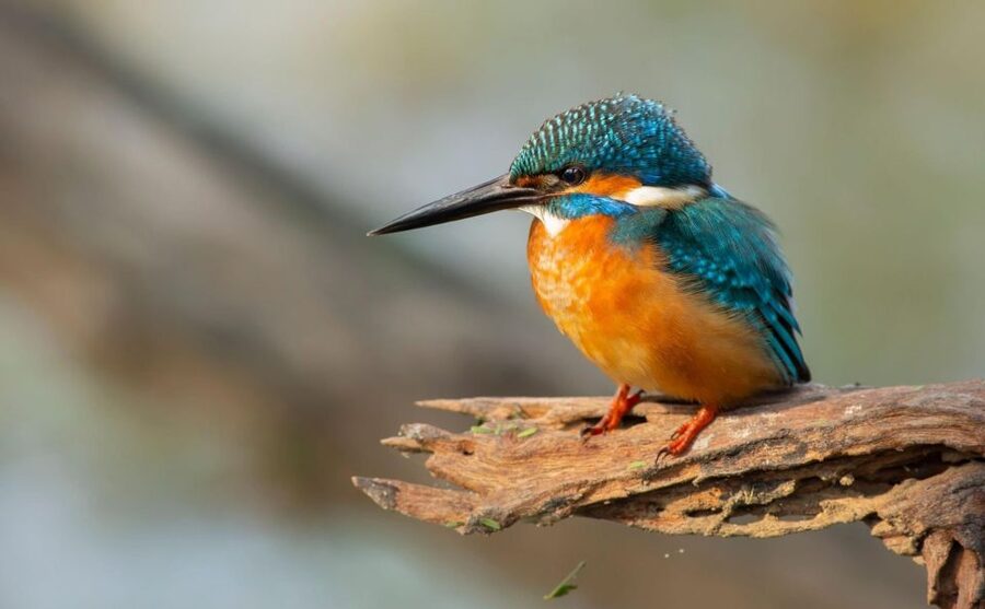 From Agra: Taj Mahal, Fatehpur Sikri & Bird Safari Tour - Keoladeo National Park bird safari: when telescope time matters
