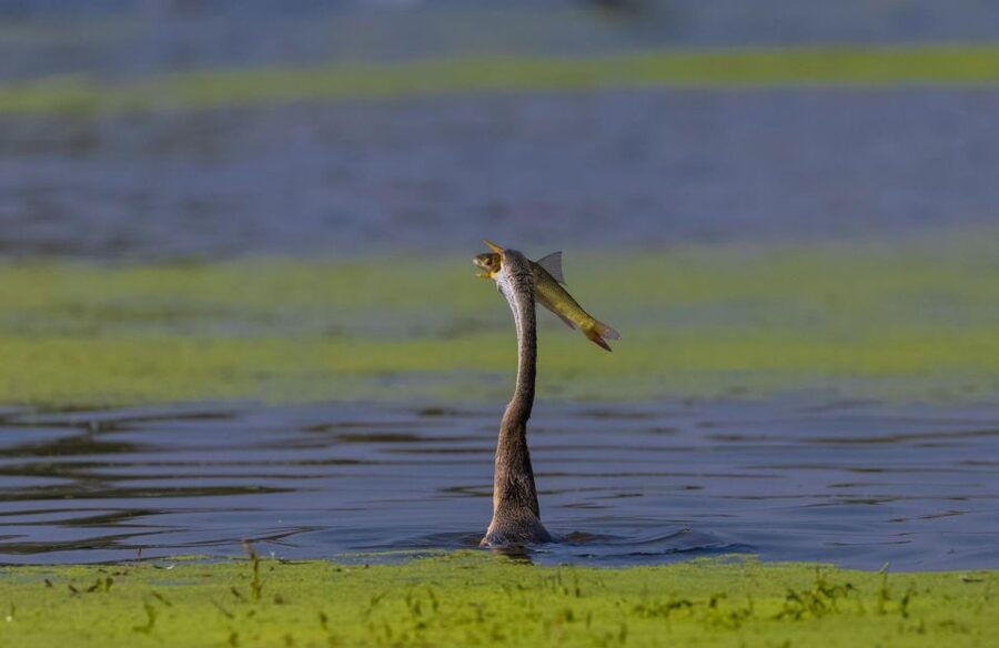 From Agra: Taj Mahal, Fatehpur Sikri & Bird Safari Tour - Small group comfort: AC vehicle, live guide, and a pace that stays human