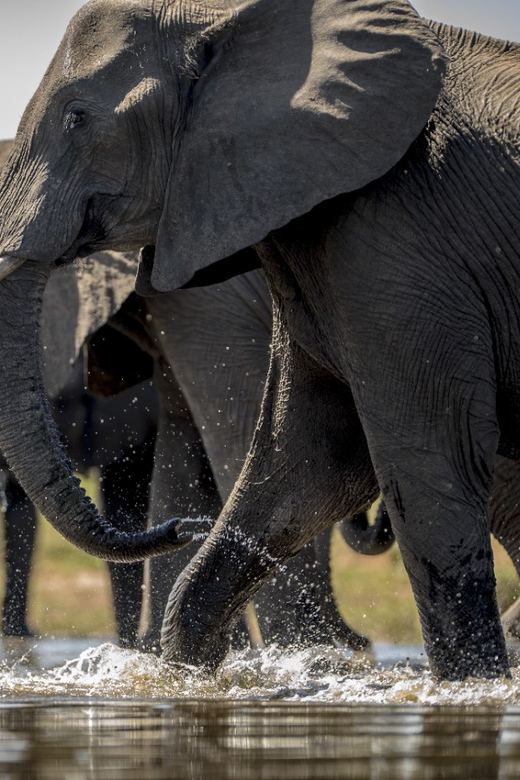 From Agra: Taj Mahal Tour w/ Elephant Conservation - Key things to know before you go