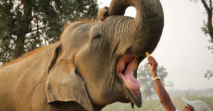 From Agra: Taj Mahal Tour w/ Elephant Conservation - Pickup timing and airport access: the part you’ll be grateful for