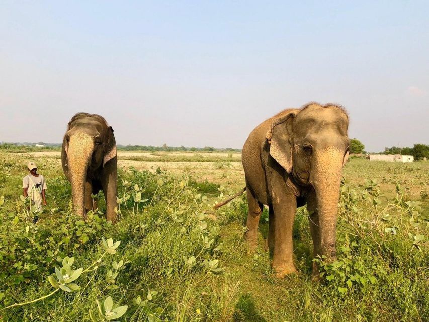 From Agra: Visit to Wildlife SOS Elephant Conservation Trip - Agra Pickup and Private Transfers: Door-to-Door Makes It Easier