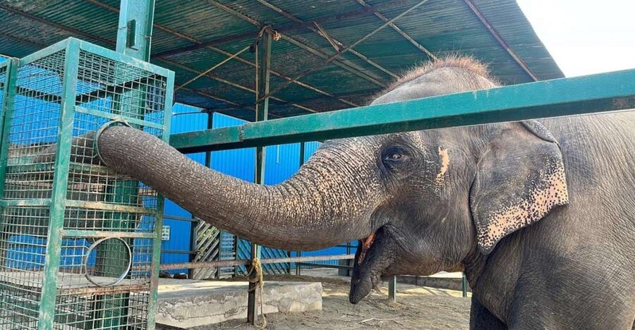From Agra: Visit to Wildlife SOS Elephant Conservation Trip - Paying Rs 2000: Why the Admission Ticket Is Part of the Work