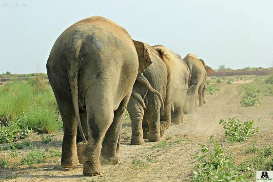 From Agra: Visit to Wildlife SOS Elephant Conservation Trip - What to Bring (and What to Leave Behind)