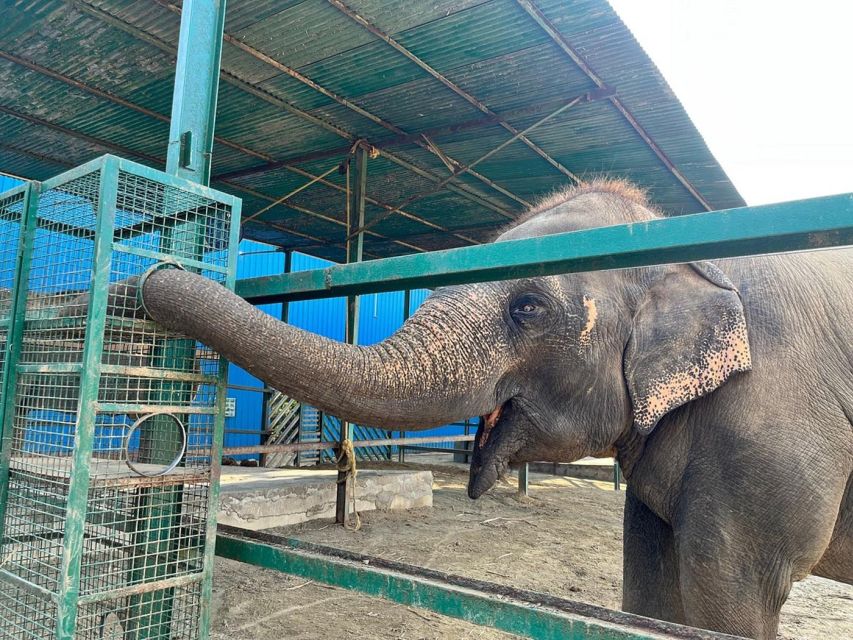 From Agra: Visit to Wildlife SOS Elephant Conservation Trip - The 2-Hour Elephant Conservation Tour: What You’ll Actually Do