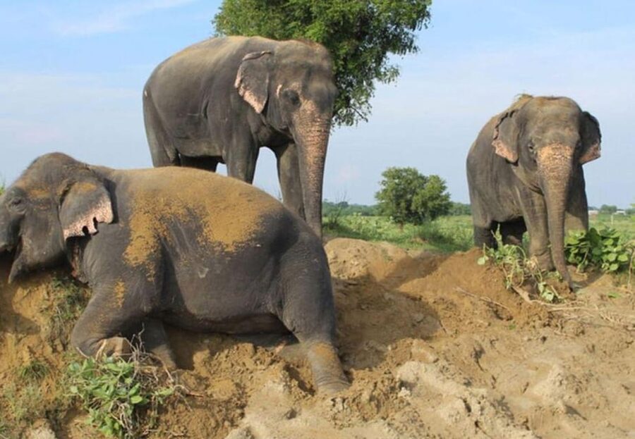 From Delhi: 1-day trip Mathura with Elephant conservation - Time, pacing, and who this day trip fits (and who should skip it)