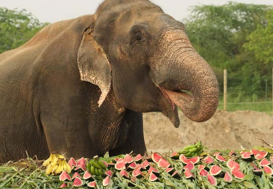 From Delhi : Elephant Conservation and Care Centre -Wildlife - Quick hits for planning your SOS elephant day