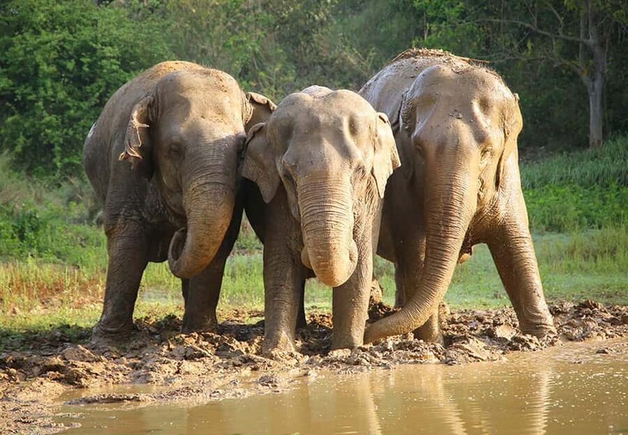 From Delhi : Elephant Conservation and Care Centre -Wildlife - Entering the Wildlife SOS Elephant Conservation and Care Centre