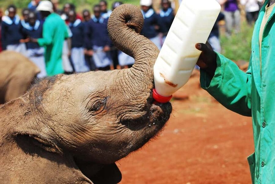 From Delhi : Elephant Conservation and Care Centre -Wildlife - The human side: drivers who set the tone