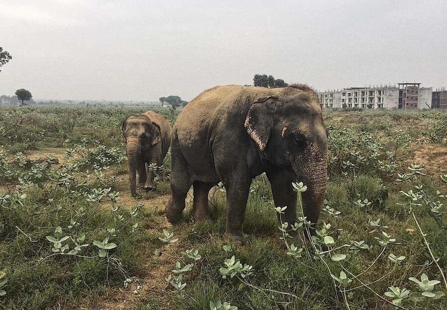 From Delhi : Elephant Conservation and Care Centre -Wildlife - Who should book this elephant day trip