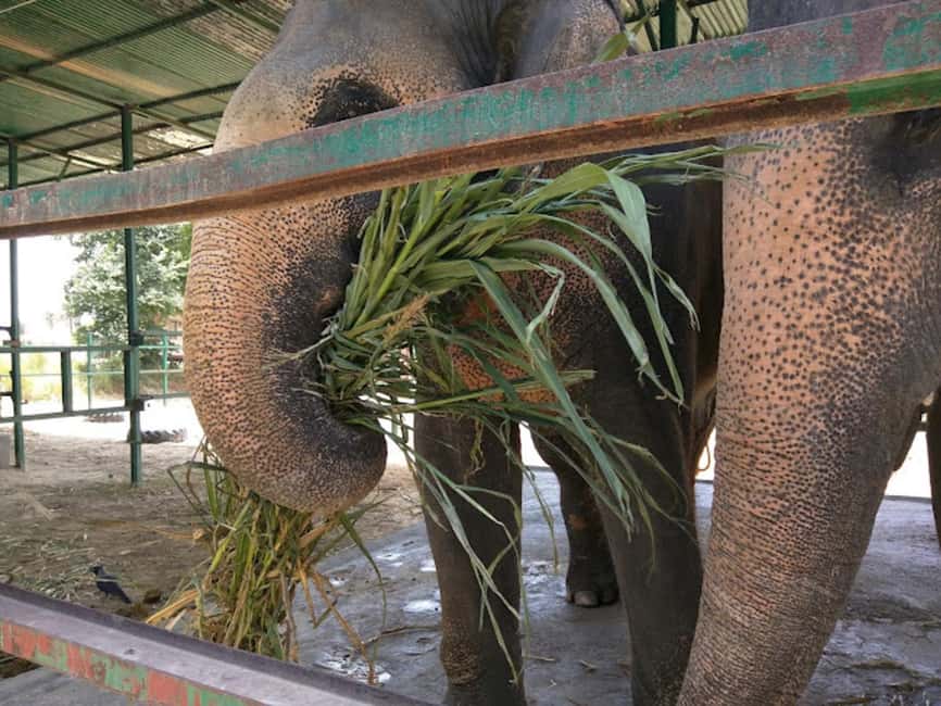 From Delhi : Elephant Conservation and Care Centre -Wildlife - What to bring, and the rules that matter