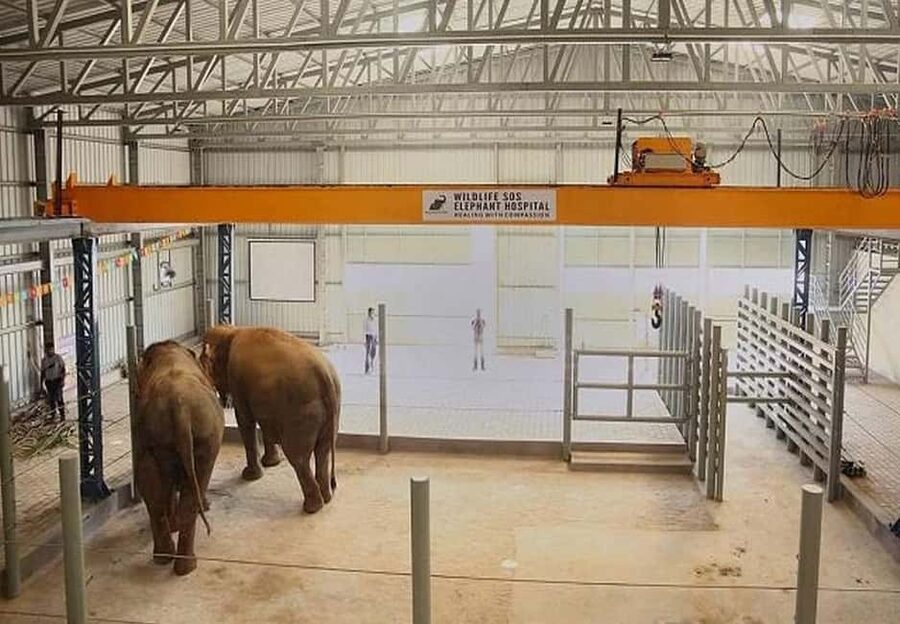 From Delhi : Elephant Conservation and Care Centre -Wildlife - Booking mindset: timing, expectations, and a reality check