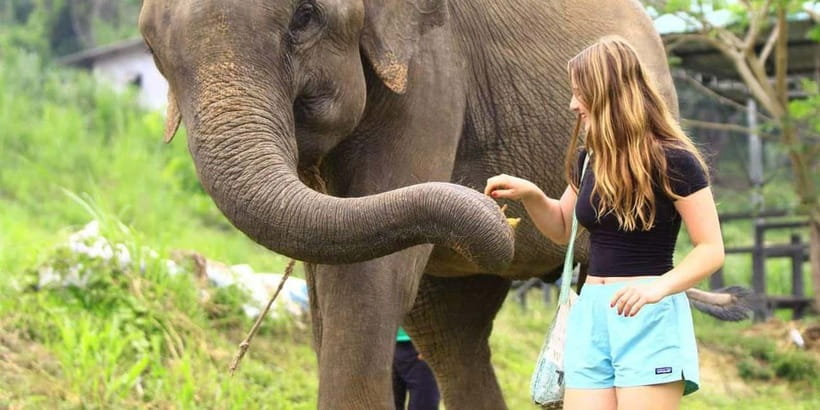 From Delhi: Sunrise Taj Mahal Tour with Elephant SOS Center - How the flexible packages change your day