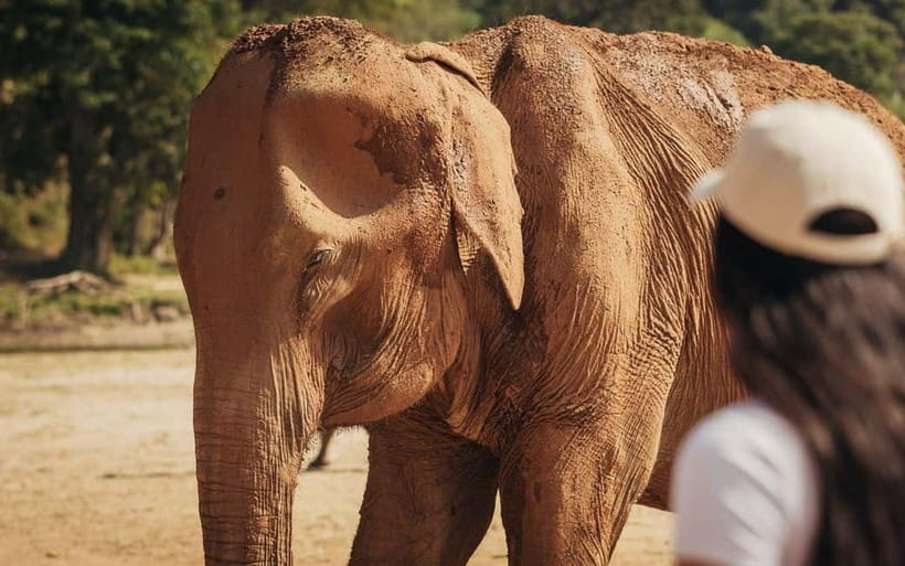 From Delhi: Sunrise Taj Mahal Tour with Elephant SOS Center - Price and value: does this feel like a bargain?