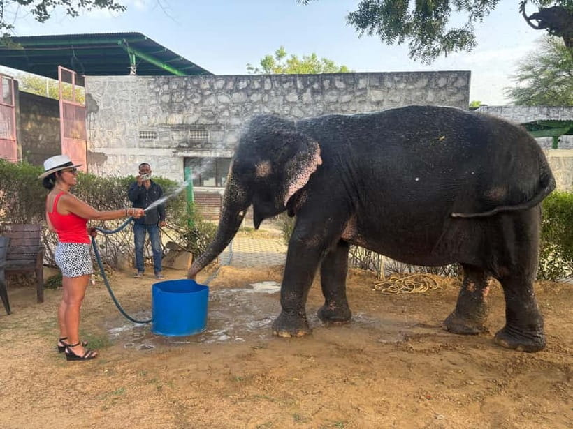 From Delhi: Taj Mahal Sunrise and Elephant Conservation Tour - Key highlights worth getting excited about