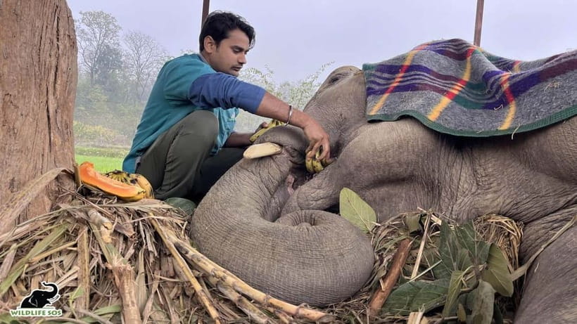From Delhi: Taj Mahal Sunrise and Elephant Conservation Tour - Lunch break in Agra: a needed reset between big sights