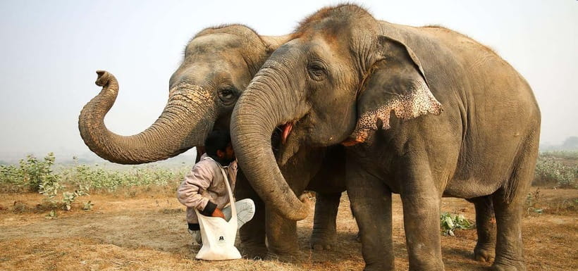 From Delhi: Taj Mahal Sunrise and Elephant Conservation Tour - Timing, languages, and your group size experience