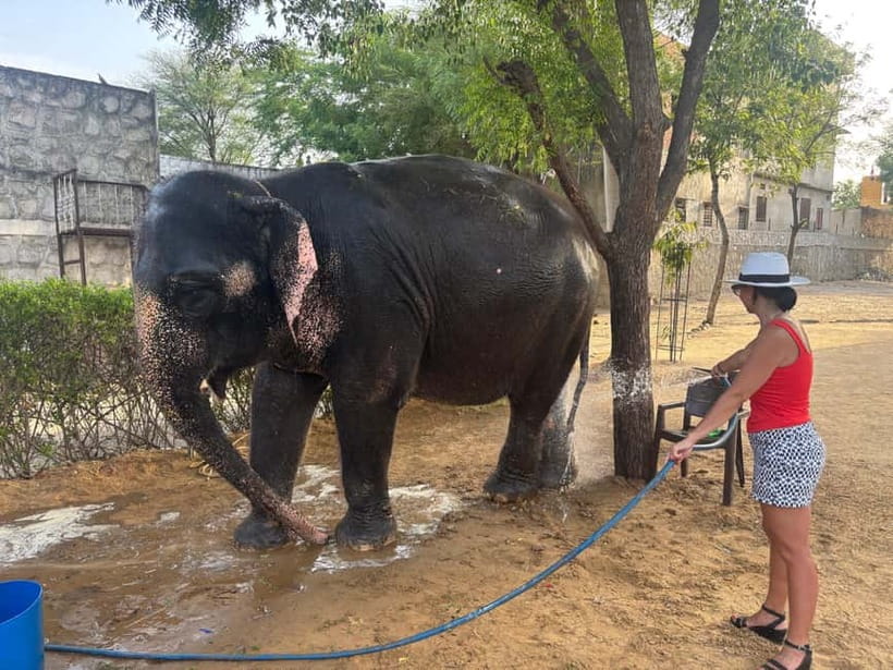 From Delhi: Taj Mahal Sunrise and Elephant Conservation Tour - The pre-dawn Delhi-to-Agra drive: comfort matters