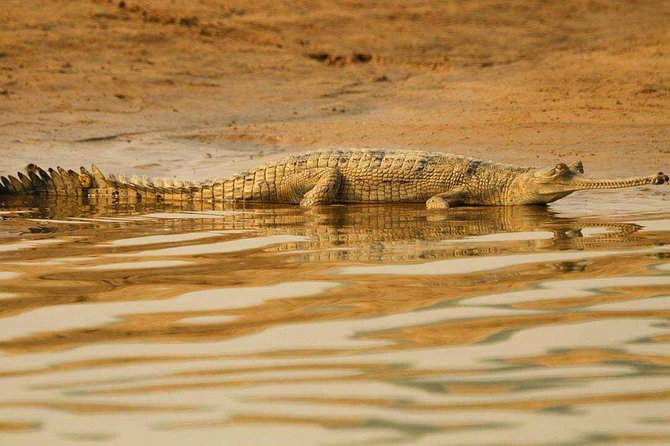 National Chambal Sanctuary and Alligator Day Tour from Agra - Key things to know before you go