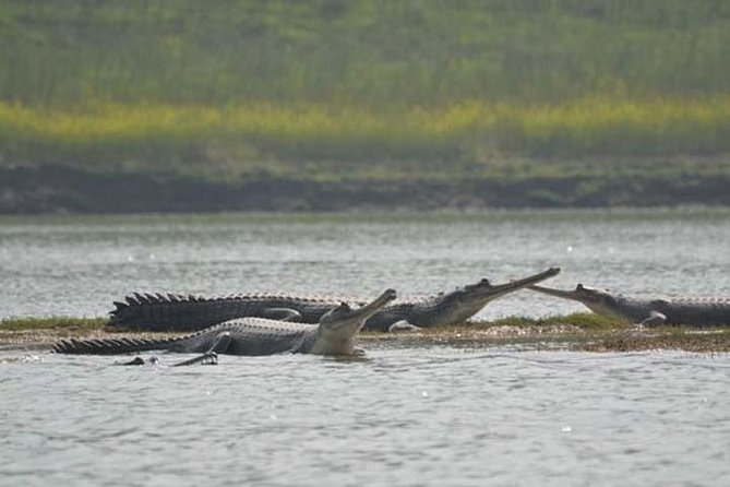 National Chambal Sanctuary and Alligator Day Tour from Agra - Bateshwar Temples on the Yamuna: brass bells and old Shiva stones