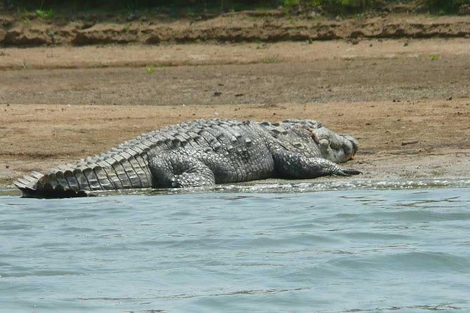 National Chambal Sanctuary and Alligator Day Tour from Agra - Logistics that matter: start time, comfort, and keeping the day smooth