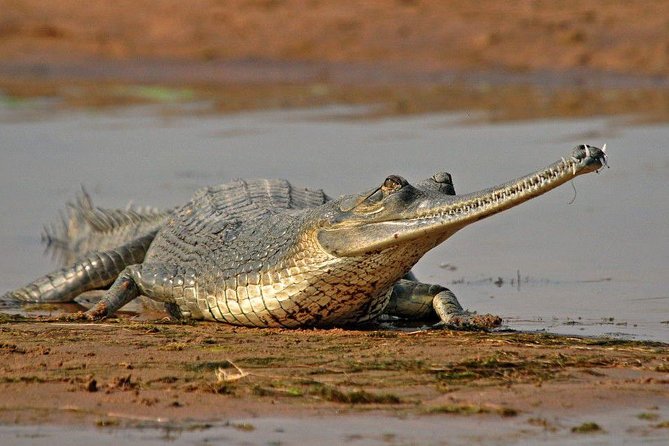 National Chambal Sanctuary and Alligator Day Tour from Agra - The eco-lodge lunch break: a useful reset before the safari