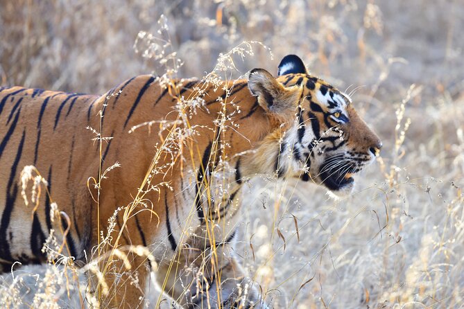 Private 3-Day Ranthambhore Tiger Tour from Agra ending in Jaipur - Sunrise Taj Mahal and Agra Fort on a schedule that works