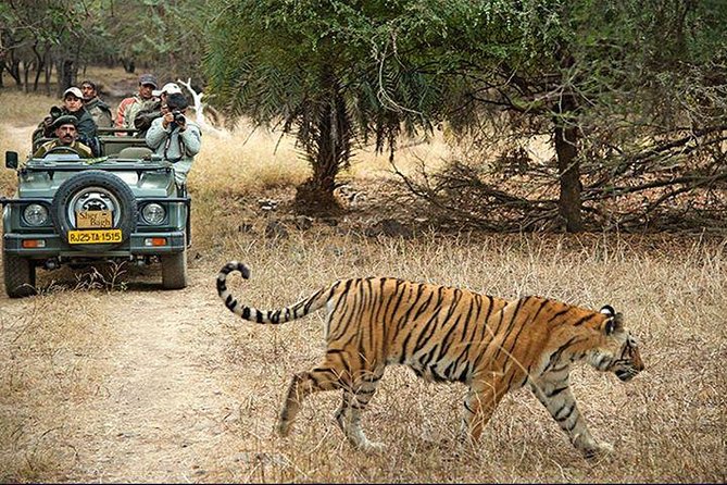 Private 3-Day Ranthambhore Tiger Tour from Agra ending in Jaipur - Two safari outings in Ranthambhore (shared jeep/canter with a naturalist)
