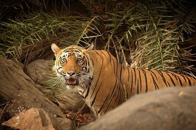 Private 3-Day Ranthambhore Tiger Tour from Agra ending in Jaipur - Price and logistics: what $477 per person is really paying for
