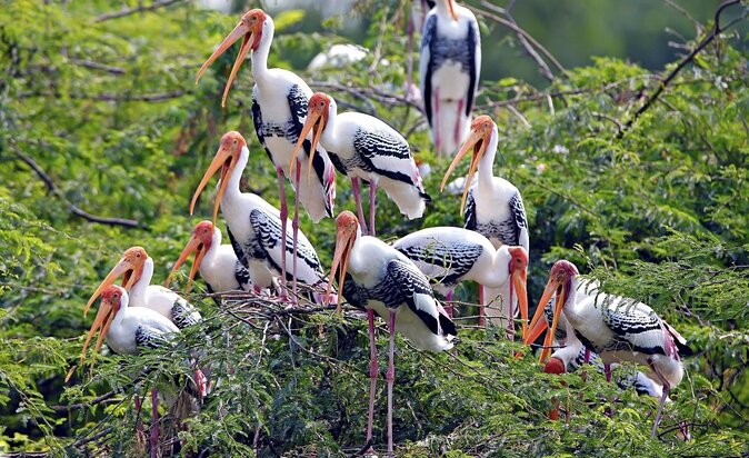 Private Keoladeo National Park Tour sightseeing - All Inclusive - Quick Takeaways for Birders in Bharatpur