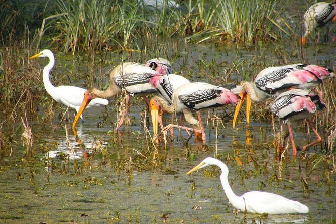 Private Keoladeo National Park Tour sightseeing - All Inclusive - Keoladeo From Agra: The Easy Win