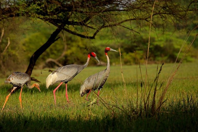 Private Keoladeo National Park Tour sightseeing - All Inclusive - Who This Tour Is Best For