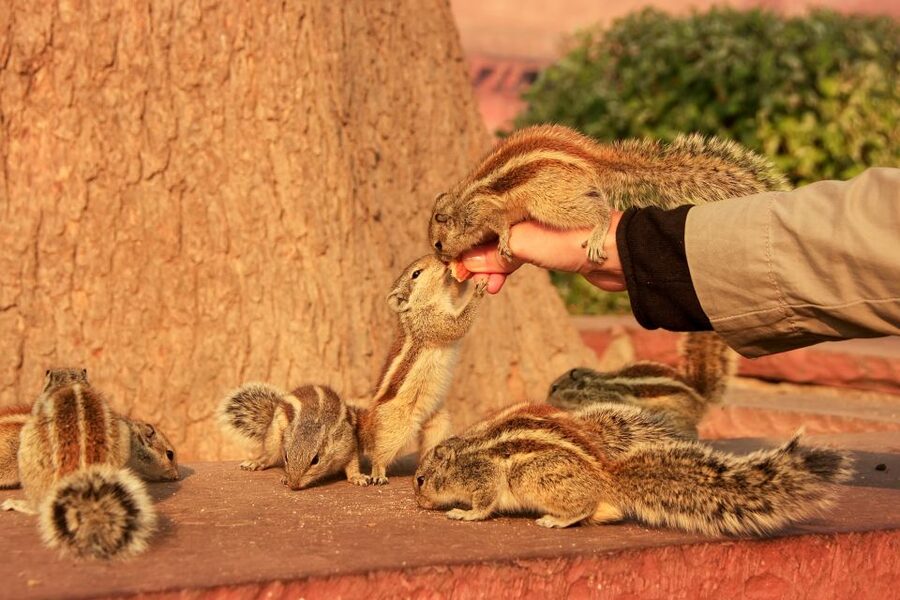 Same Day Taj Mahal, Agra Fort & Baby Taj Tour from Jaipur - Key highlights worth getting excited about
