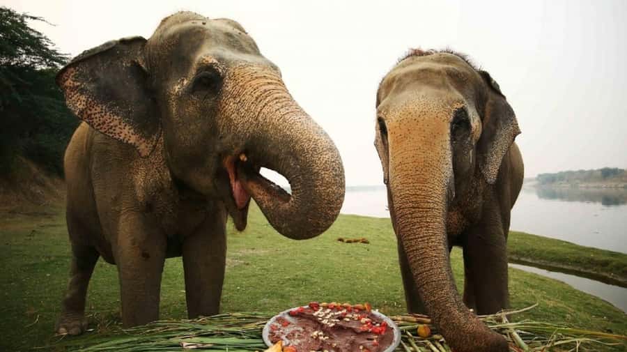 Taj Mahal Tour with Optional Wildlife Rescue Center Visit - Key things to know before you go