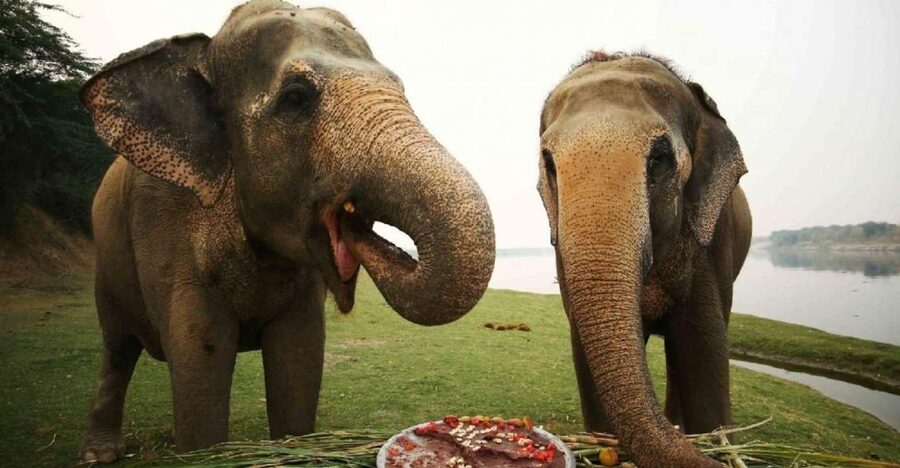 Taj Mahal Tour with Optional Wildlife Rescue Center Visit - Practical tips before you go