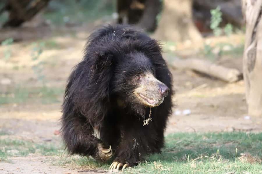 Taj Mahal Tour with Optional Wildlife Rescue Center Visit - Getting to Agra at dawn: why the timing is the real star