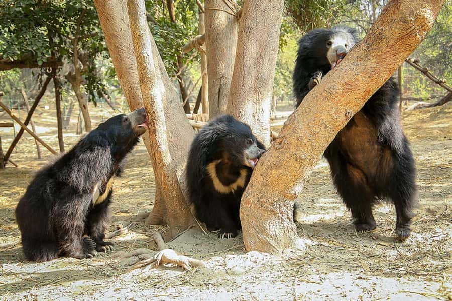 Taj Mahal Tour with Optional Wildlife Rescue Center Visit - Private AC transport from Delhi and around: how the day stays comfortable