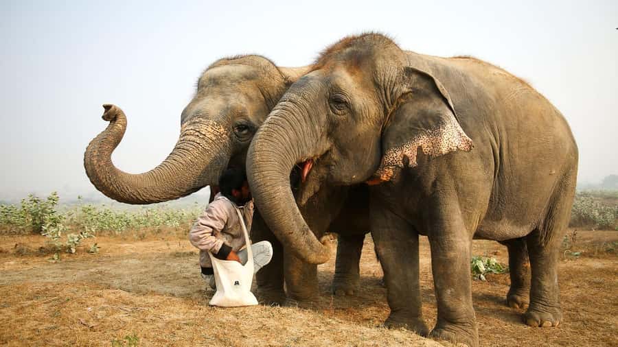 Taj Mahal Tour with Optional Wildlife Rescue Center Visit - Who this tour suits best (and who should skip it)